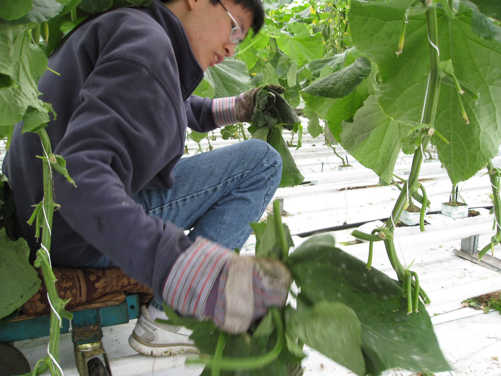 The Greenhouse Project Cutting Leaves Off