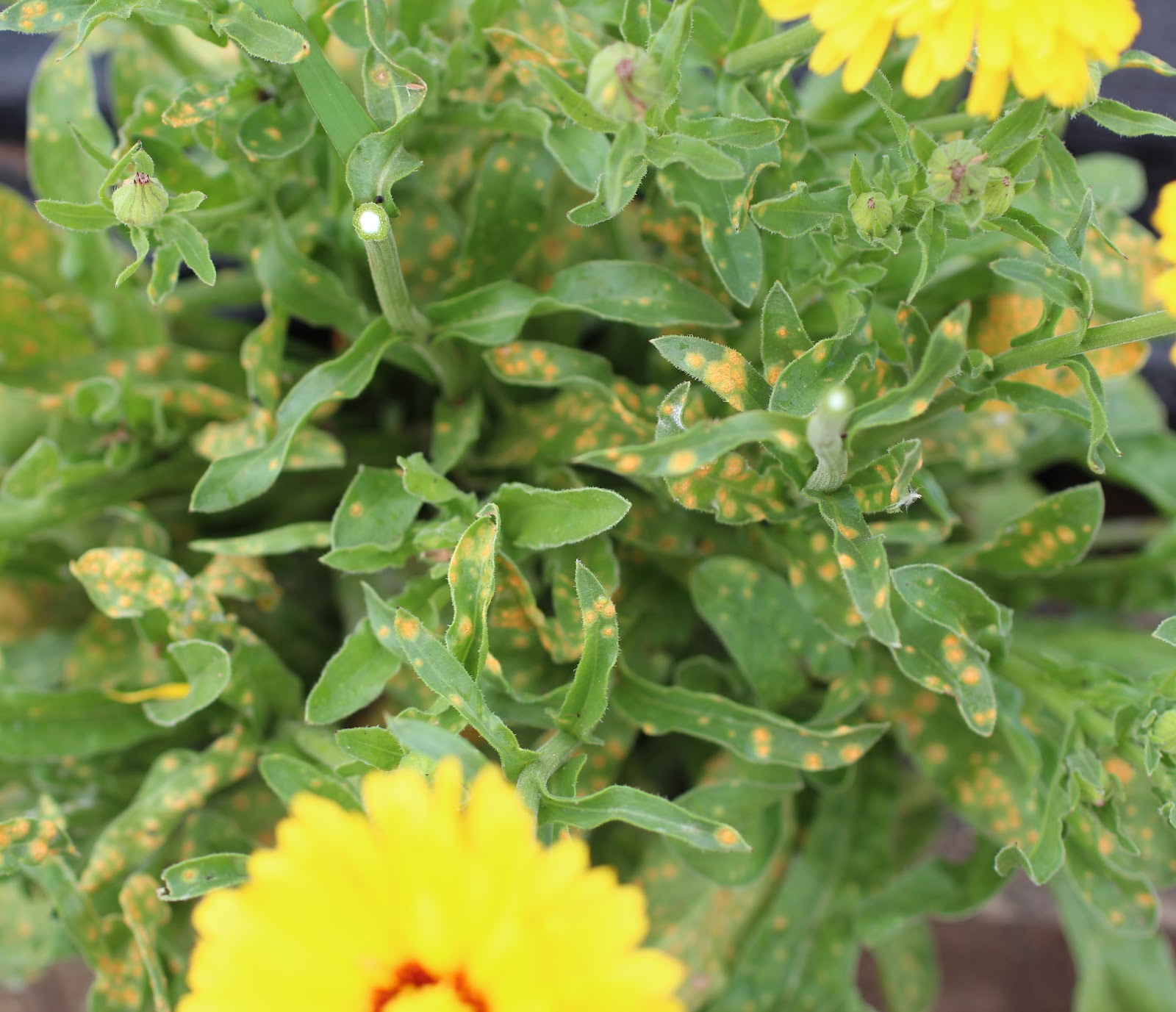 Florez Nursery: Calendula rust: Puccinia lagenophorae