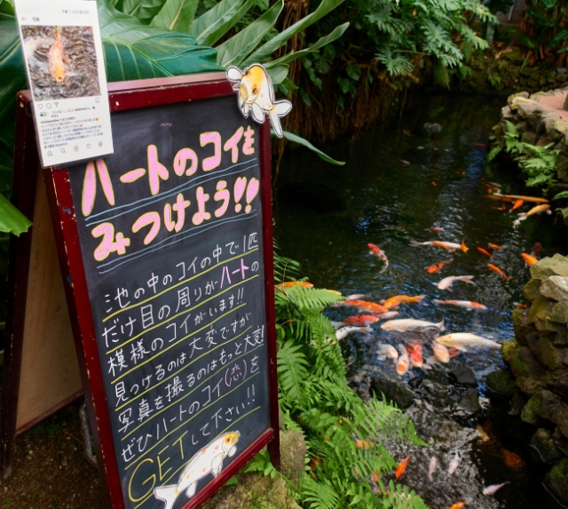 Ikan Koi Jepang Memiliki Mata Cinta yang Bikin Netizen Heboh!