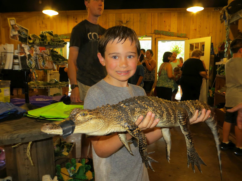 the cox family ragamuffins orange beach, al {alligators, airplanes