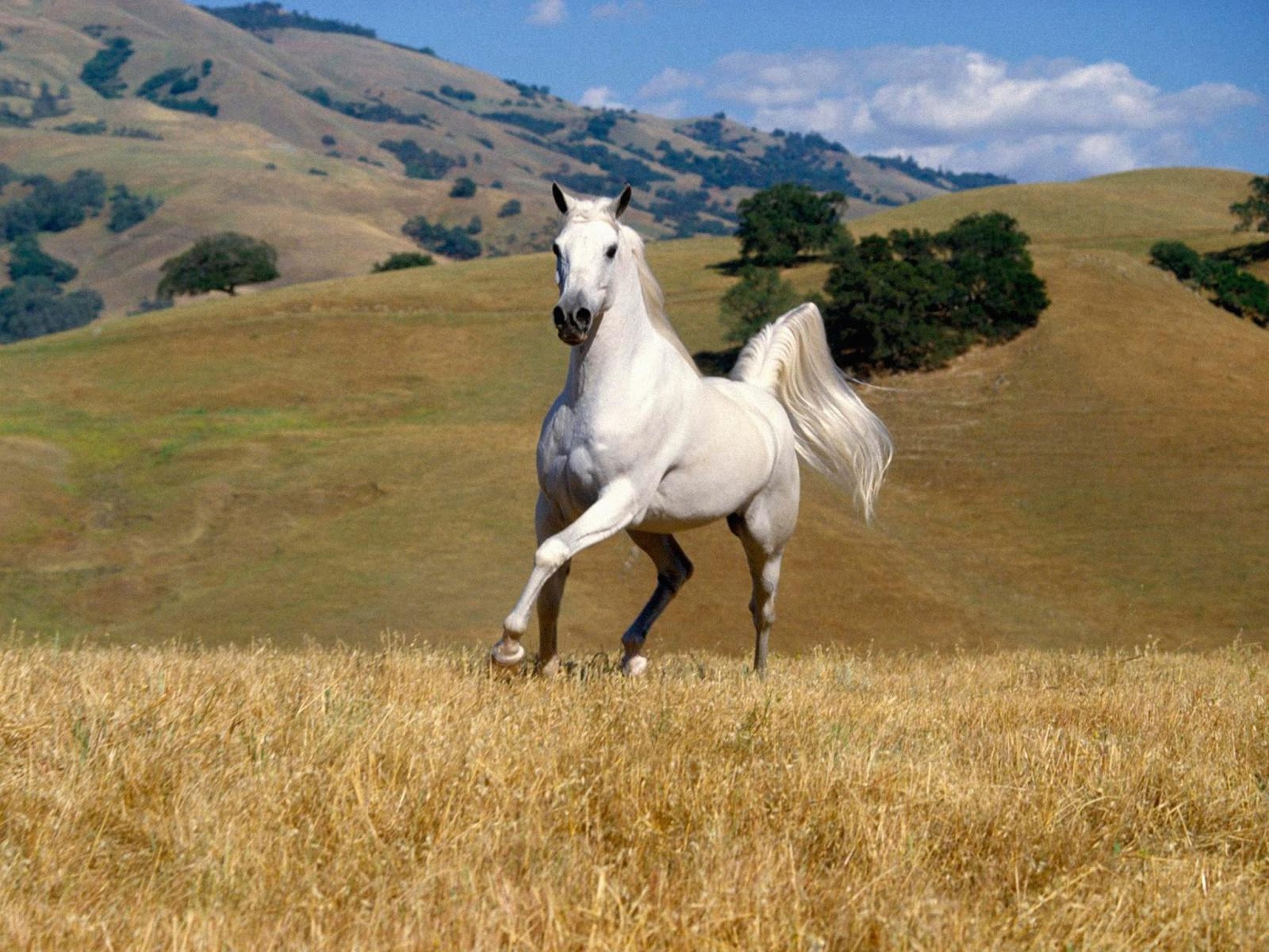 HD Wallpapers Fine horse animal 2013 high resolution hd
