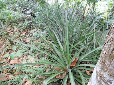 Pineapple Plant