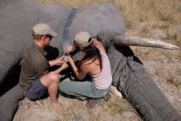 Prince Harry and Meghan Markle shared on Instagram a photo taken during their Botswana