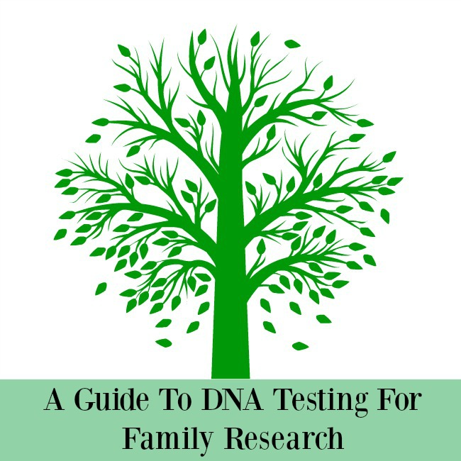 A Guide To DNA testing for Family Research Teddy Bears And Cardigans