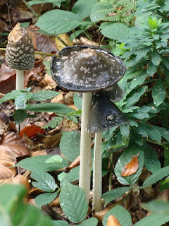 Coprinopsis picacea DSC68728