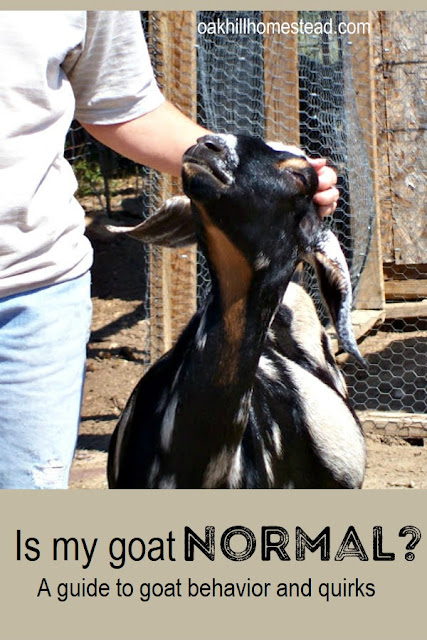 Goats have some peculiar behaviors, so how do you know what's normal and what isn't?
