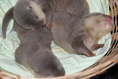 Three defenseless, rescued Asian small clawed otter pups.