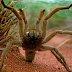 Faced with Drowning, This Giant Tarantula Goes Out on a Limb