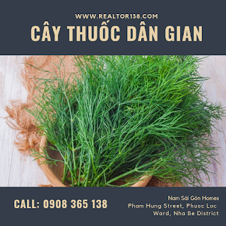 cây thì là dùng làm thuốc