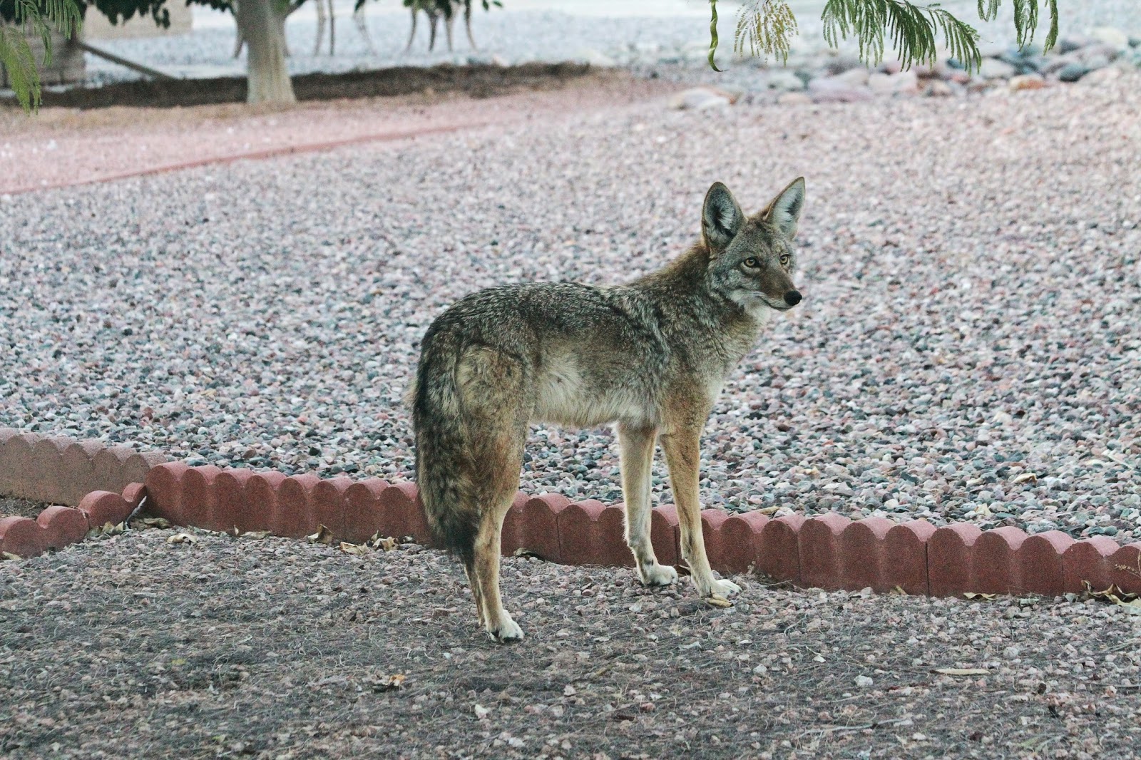 Rob & Yvonne's Az Living Snoozy Coyote in our Mesa backyard