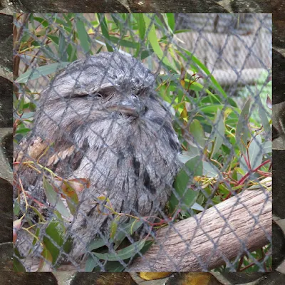 Bonorong Wildlife Park - Tawny Frogmouth