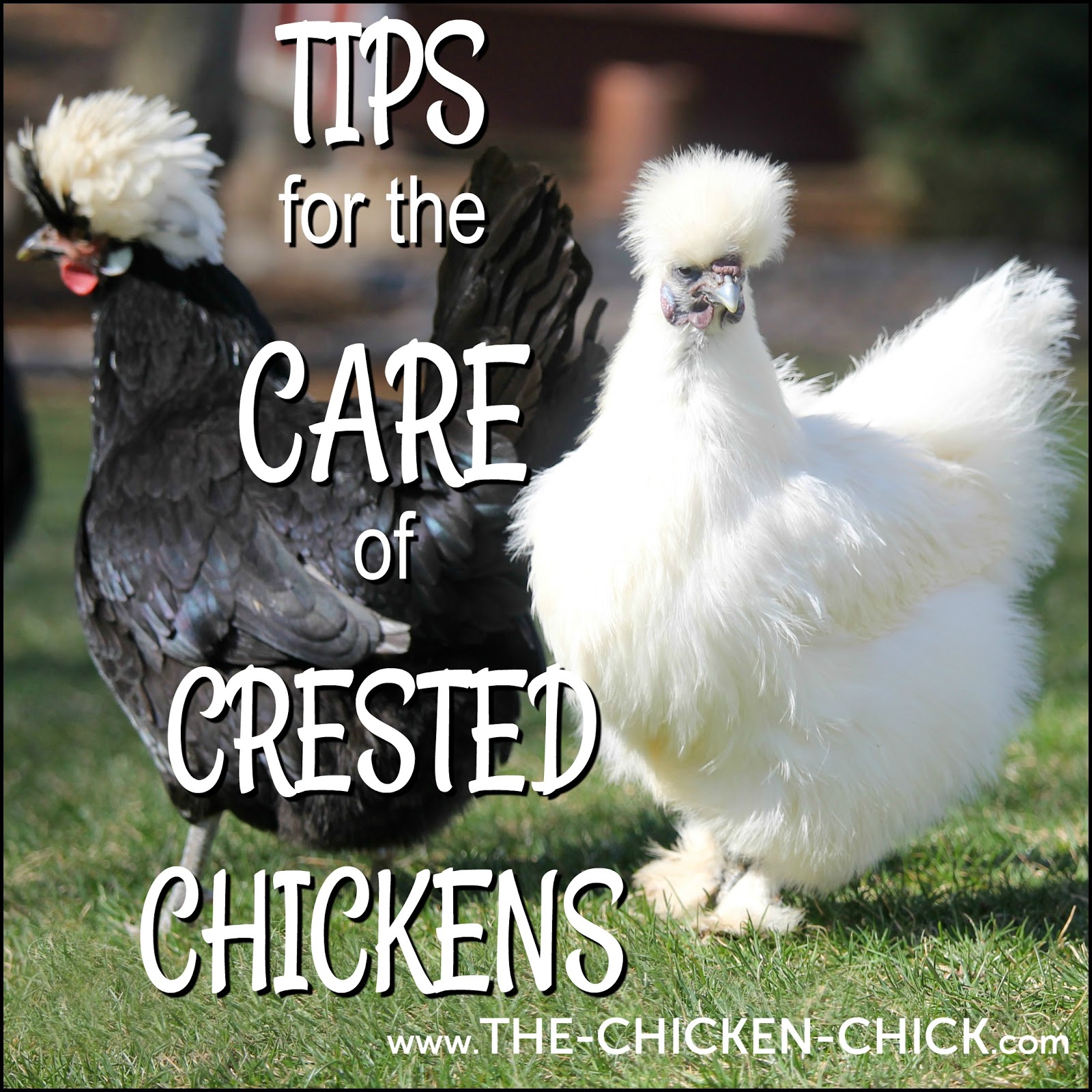 Tips For The Care Of Crested Chicken Breeds The Chicken Chick