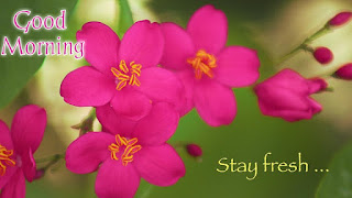 good morning good morning
