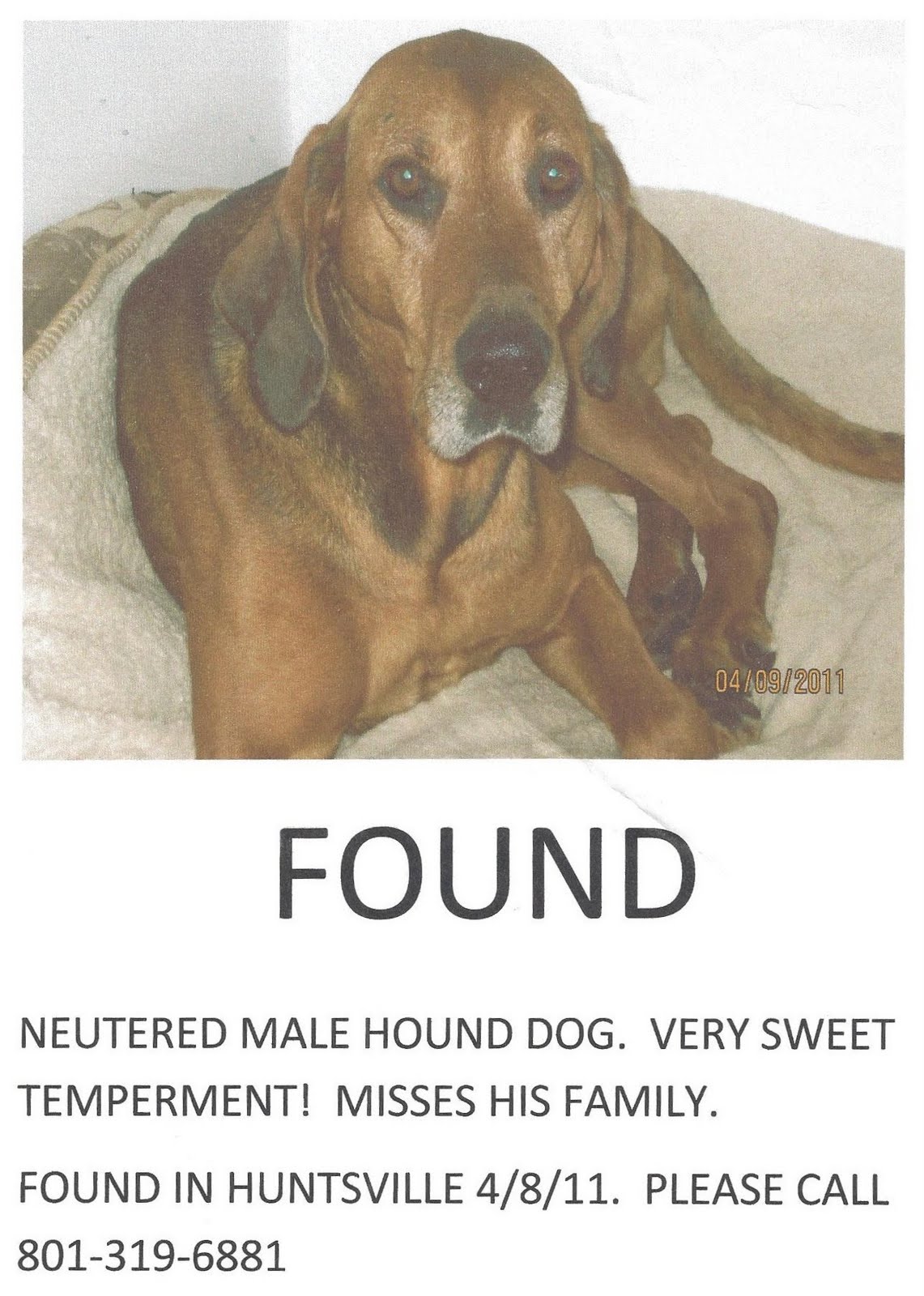... Valley Utah Forum: Lost and Found Dogs - Do you recognize these pets