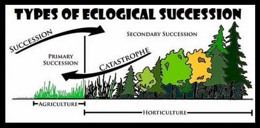 Pictures Of Ecological Succession 14