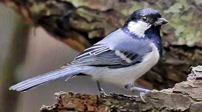 Budidaya Burung Gelatik Wingko Agro Budidaya