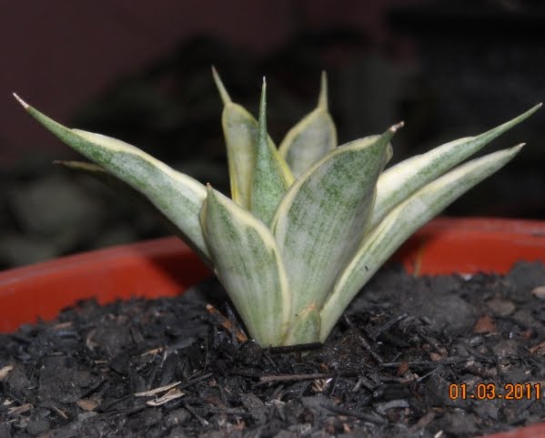 Пересадка щучьего хвоста. Сансевьера листья скручиваются листья. Как спасти сансевиерию. Антракноз сансевиерии. Sansevieria craigii сансевьера крейга.