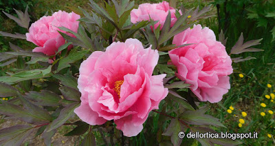 peonia rose erbe aromatiche erbe officinali orto ortica dittamo percorsi olfattivi confetture erbe secche fusi di lavanda tarassaco ribes e altro ancora nel giardino della fattoria didattica dell ortica a Savigno Valsamoggia Bologna vicino Zocca in Appennino