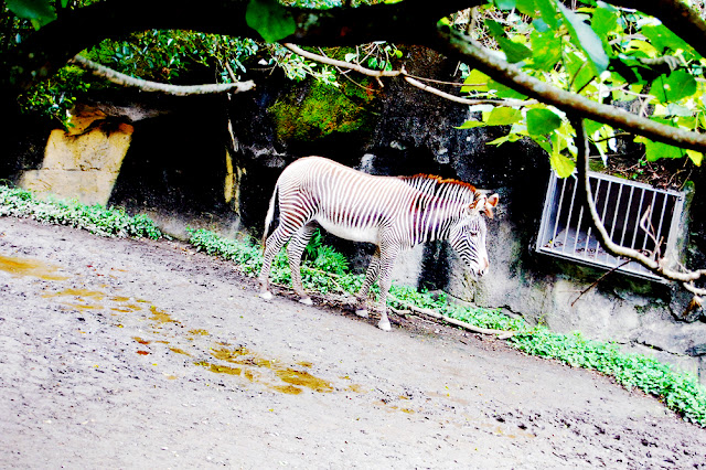 bowdywanders.com Singapore Travel Blog Philippines Photo :: Taiwan :: Visit this Gargantuan Animal Place in Asia: The Taipei Zoo, Taiwan
