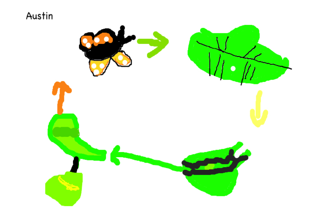 room-3-sunnybrae-normal-school-a-caterpillars-life-cycle