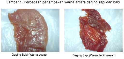 Tips Ampuh Membedakan Daging Sapi Segar Dengan Daging Babi, Wajib Tahu! Tips Ampuh Membedakan Daging Sapi Segar Dengan Daging Babi, Wajib Tahu!