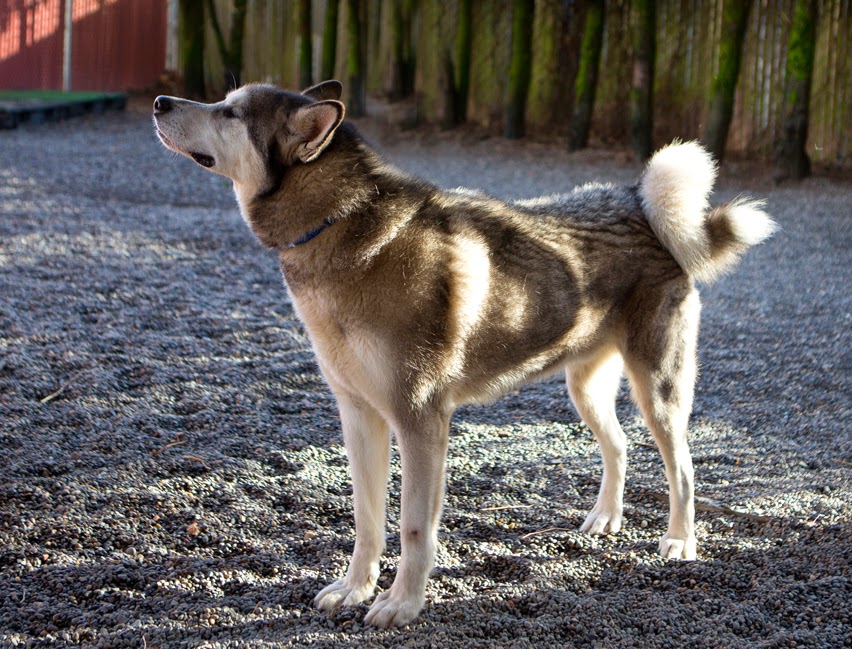 Shelter Dogs of Portland: "SAM LOREK" gorgeous lovable ...