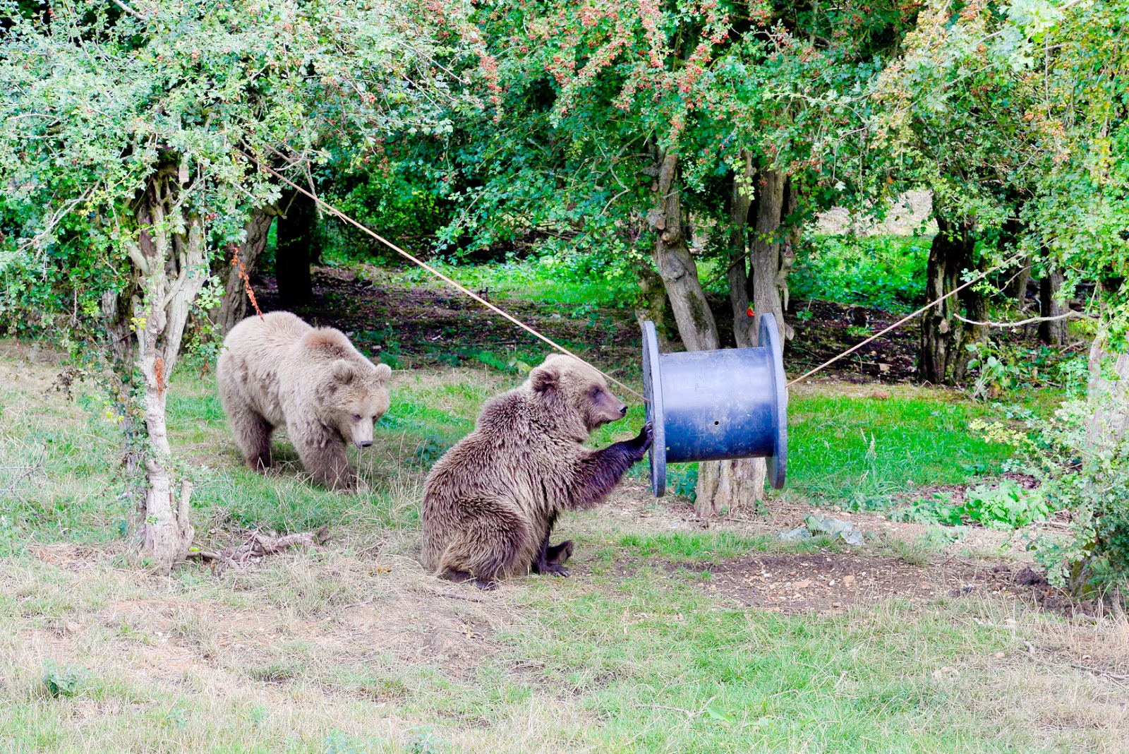 A RoarSome Day At ZSL Whipsnade Zoo Alex Gladwin Blog