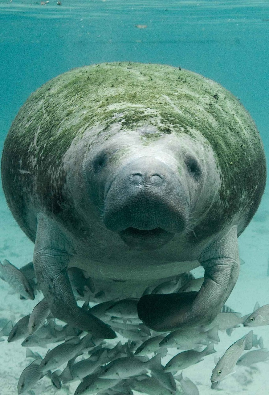 Manatees the cow of the sea.