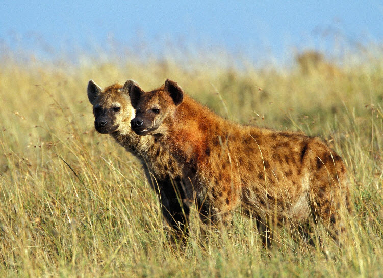 Animal You: Spotted Hyena