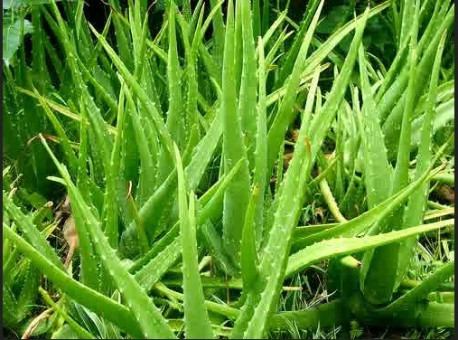 Oger Company Karya Tulis Ilmiah Lidah Buaya Sebagai Antiseptik