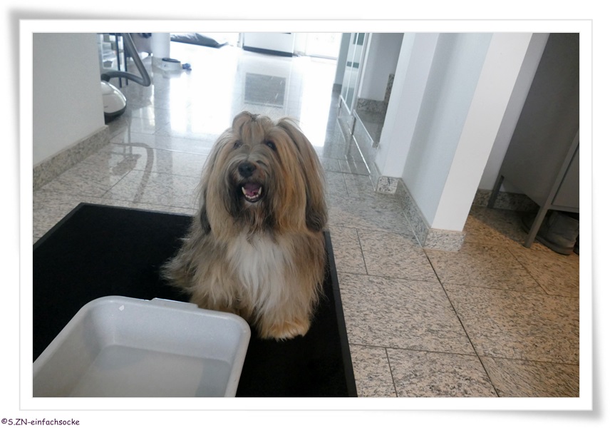 [Hundeblog] Einfach Socke Kennt Ihr noch Tilly?