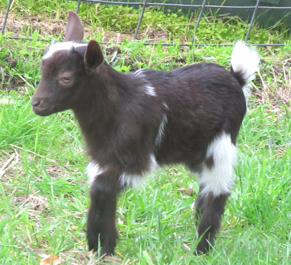 Nigerian dwarf goat, dwarfism in goats, African pygmy goats, dwarf goats