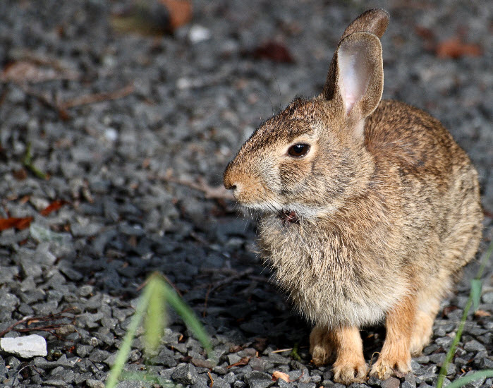 Animal You: Cottontail Rabbit