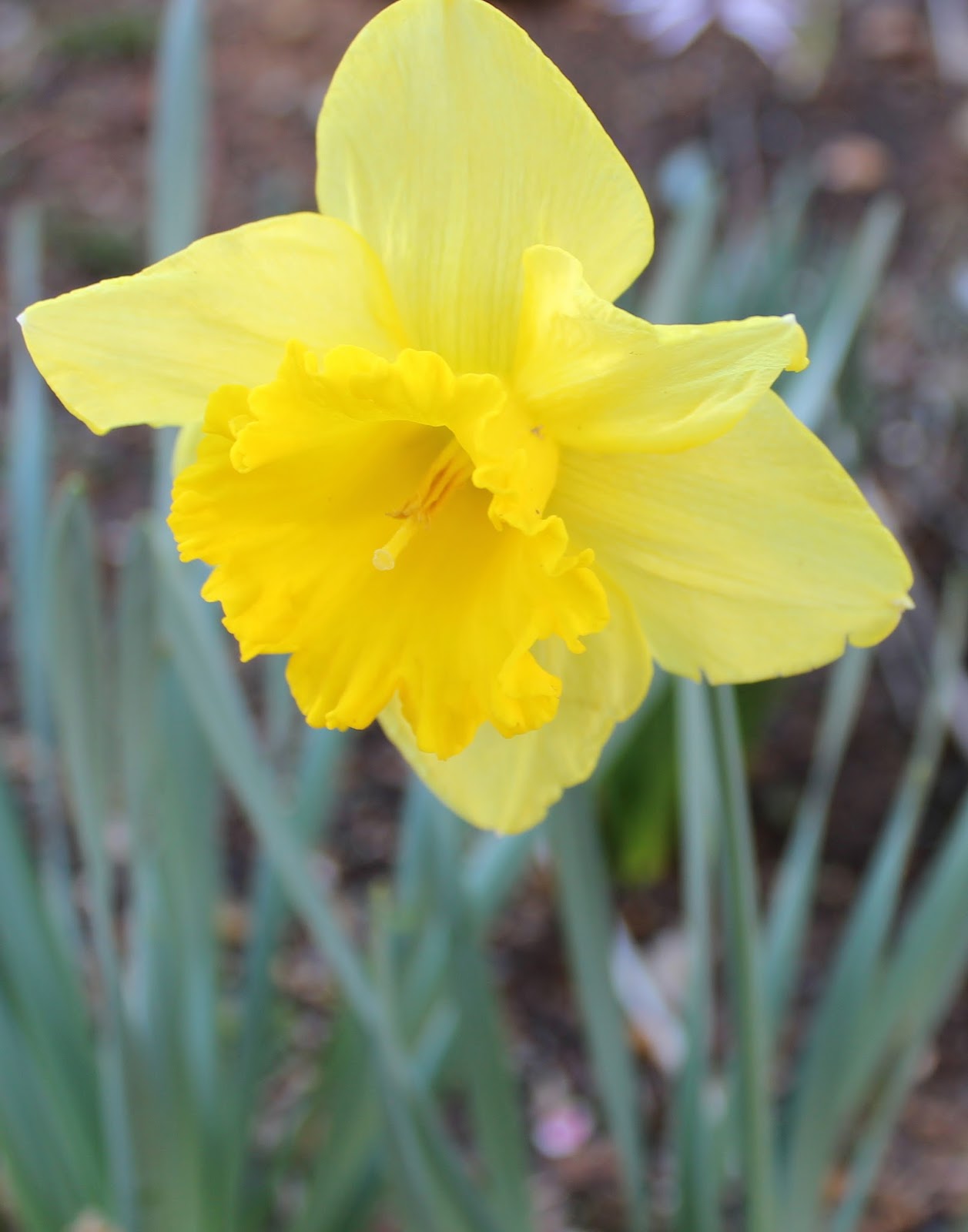 Mountain Moments The Daffodils are Blooming!!!!!