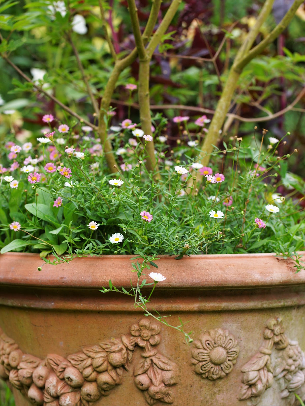 Fra frø blomst: Bunddækkeplanter i krukker