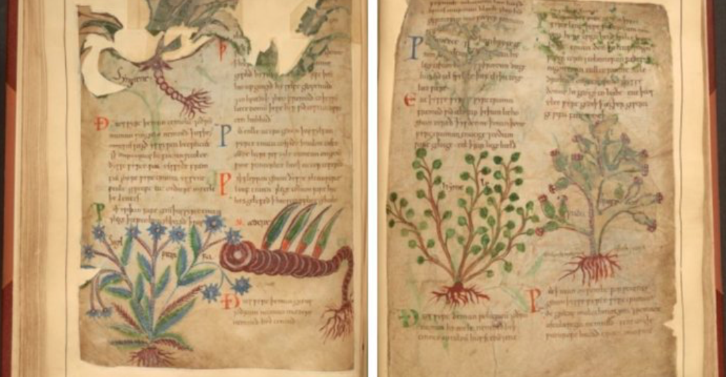 Manuscrito ilustrado e herbas medicinais