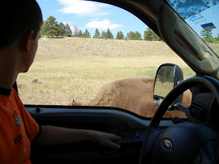 Loose buffalo near our car in Custer State Park in South Dakota