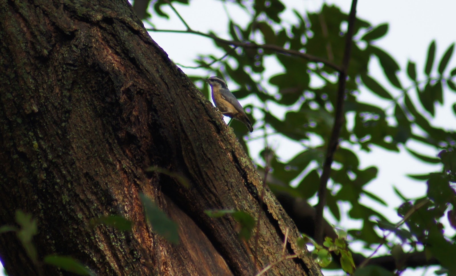 Things with Wings Birding at Mt. Auburn Cemetery
