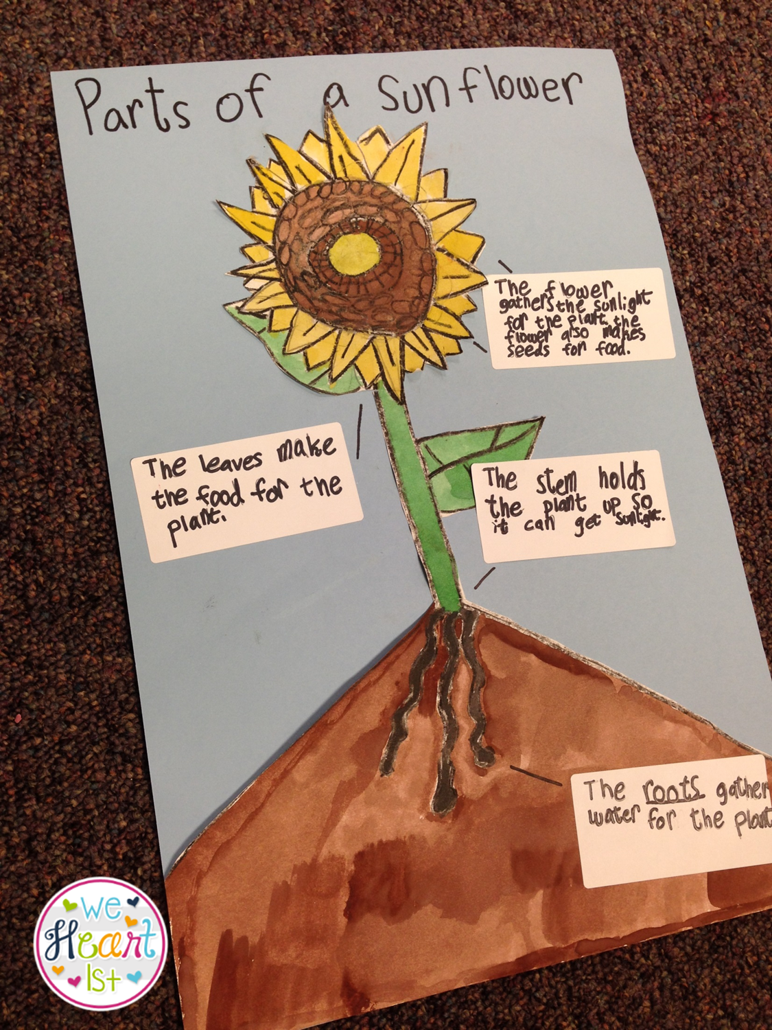 We Heart 1st: Parts of a Plant