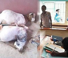 [Image: Man-rape-two-goats-to-death-in-Kenya-Lailasnews.jpg]