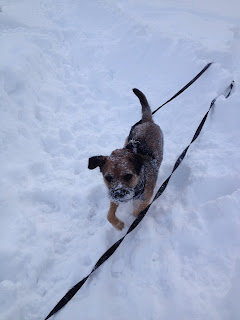 Der "Schnauz" von Border Terrier Charly ist gefroren.