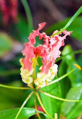 Gelb-rote Blüte auf den Seychellen