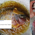 'Ingatkan ikan ini boleh dimakan' - terlalu lapar, lelaki ini goreng ikan flower horn milik rakannya