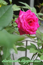 Roses Garden
