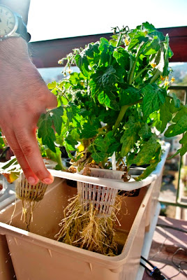 Revista Energía & Jardines: Estas jardineras hidropónicas son sensacionales