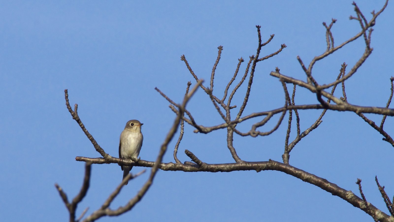 日本が時代を先取りしていることを示す15の証拠