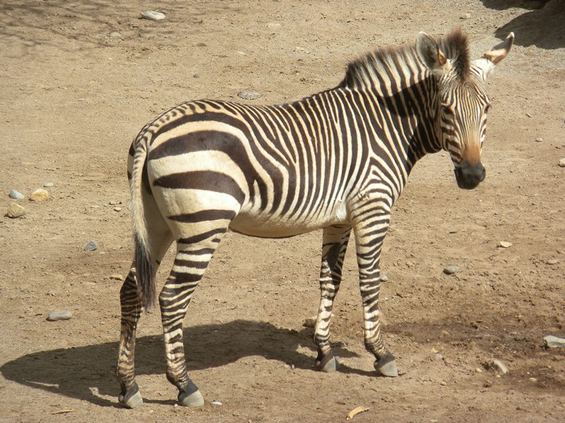 The Zoo Review Species Fact Profile Mountain Zebra Equus