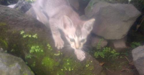 100 Tafsir Arti Mimpi Tentang Kucing Terlengkap Dan Penting Perlu Kamu Ketahui Mentari Bali Holiday