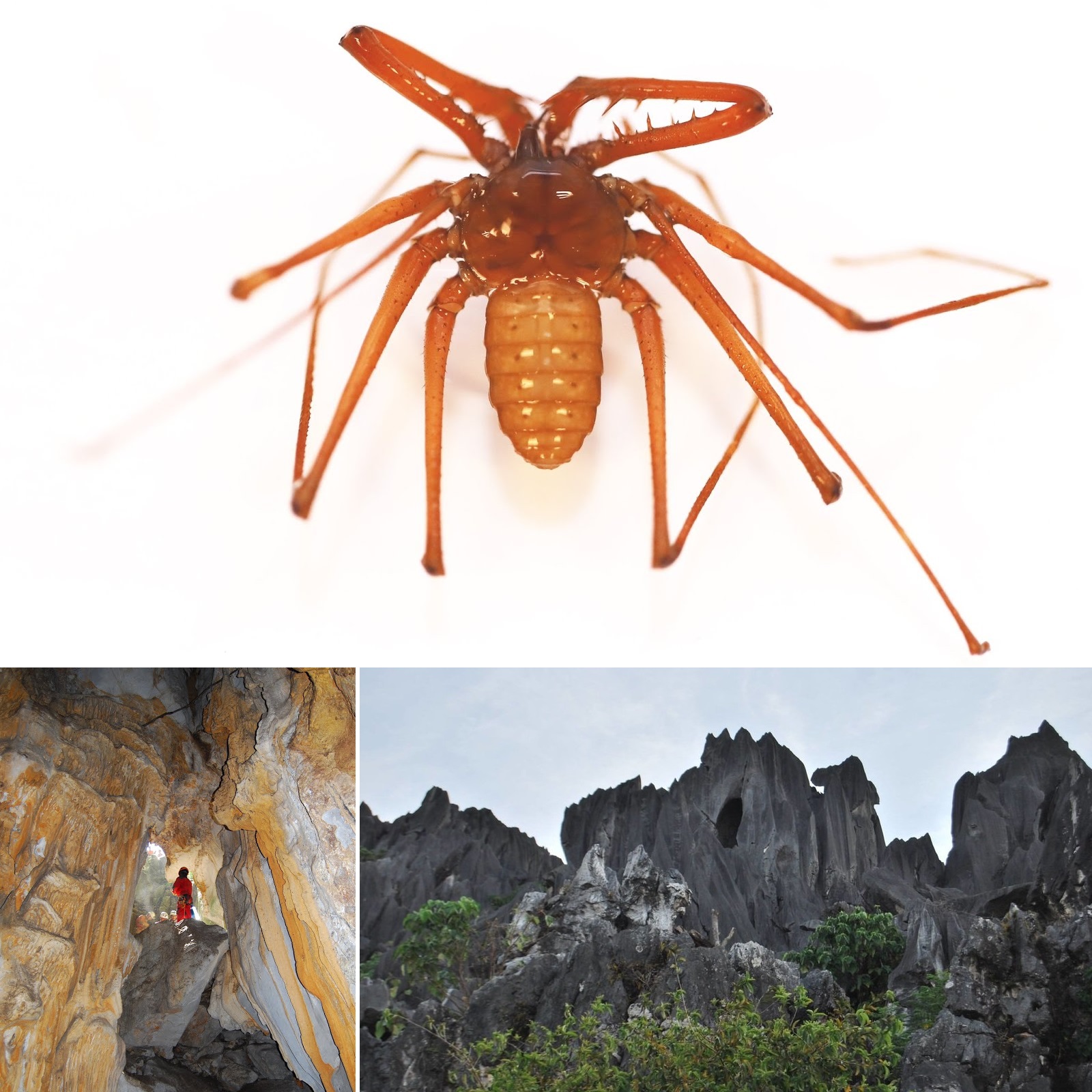 Species New to Science [Arachnida • 2019] Sarax timorensis