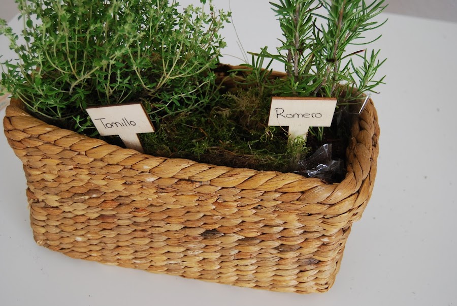 Pequeño huerto de aromáticas para hacer con niños y regalar